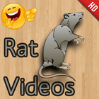 آیکون‌ Funny Rat Videos