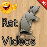 Funny Rat Videos ไอคอน