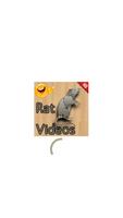 Funny Rat Videos Affiche