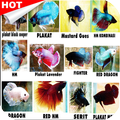 Ikan Cupang Hias