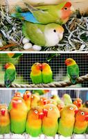 Jenis Lovebird Terbaru 스크린샷 2