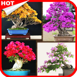 SUKSES Budidaya Bonsai