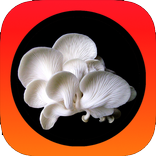 SUKSES Budidaya Jamur