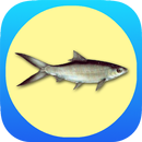 Sukses Budidaya Ikan Bandeng APK
