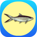 APK Sukses Budidaya Ikan Bandeng