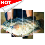 Sukses Budidaya Ikan Gurami