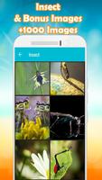 Insect Wallpaper Cartaz