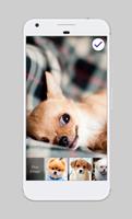 Cute Dogs Domestic Pets Beautiful Lock Screen capture d'écran 2