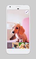 Cute Dogs Labrador HD AppLock Security capture d'écran 2
