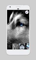 Husky ART Pet Dog Pup Wallpapers HD PIN Lock capture d'écran 2