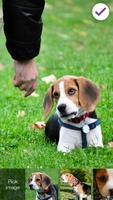 Beagle Dog Puppy Lock App imagem de tela 2