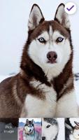 Husky Dogs AppLock 스크린샷 2