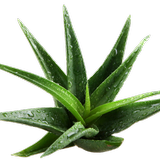 Icona Health Benefits of Aloe Vera