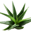 Health Benefits of Aloe Vera