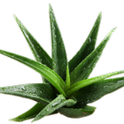 Health Benefits of Aloe Vera Zeichen