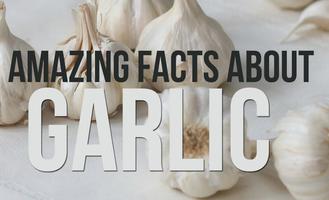 Benefits of Garlic ポスター