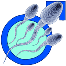 Increase Your Sperm Count APK