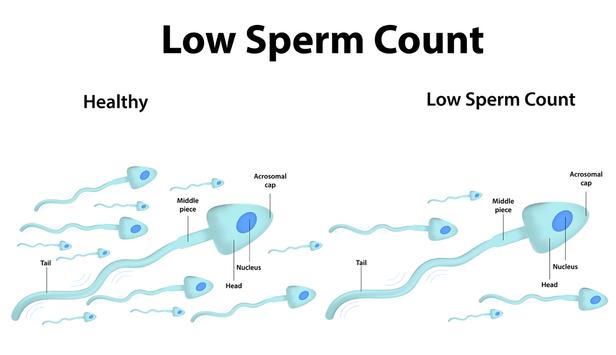 Increase Your Sperm Count 海报