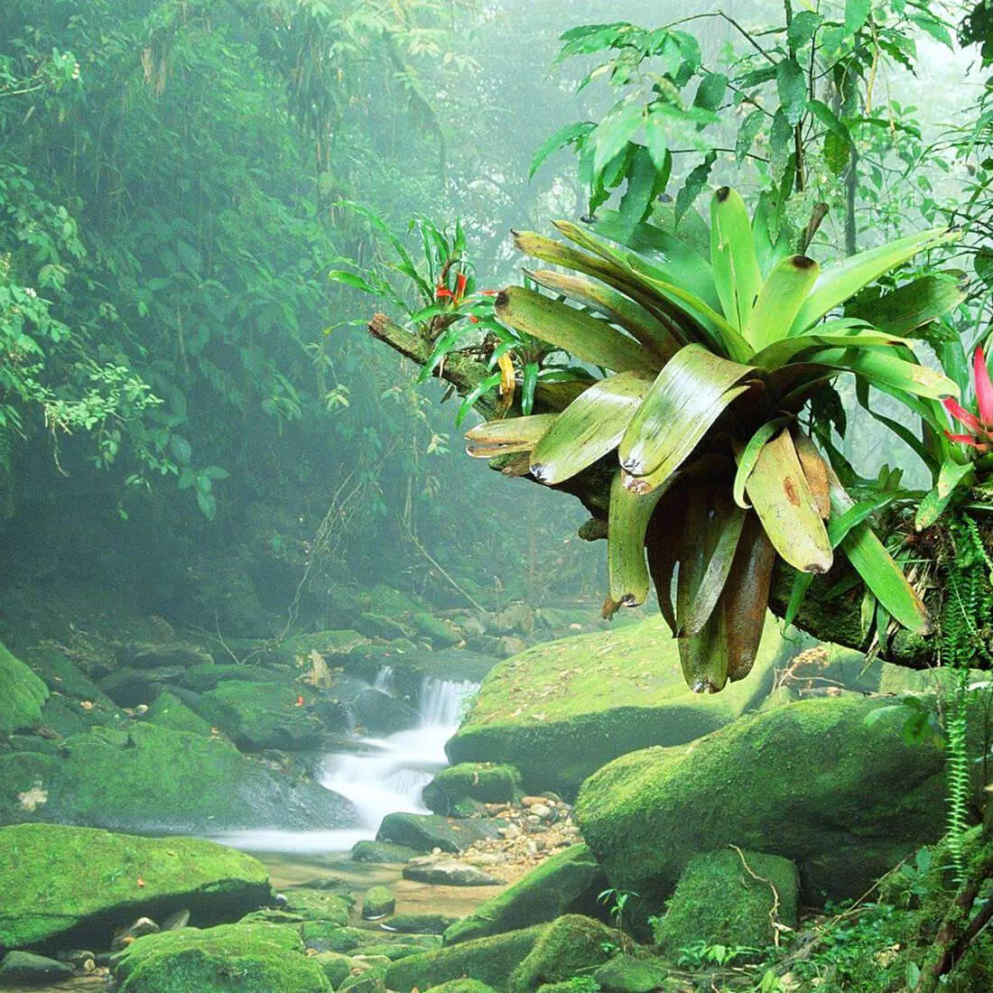 Android 用の ジャングル ライブ壁紙 Apk をダウンロード Android 用の ジャングル ライブ壁紙 Apk をダウンロード