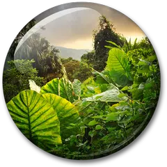 Jungle Live Wallpaper APK download