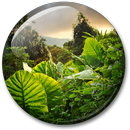 Dżungla Żywo Tapety aplikacja