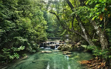 Jungle Live Wallpaper APK download