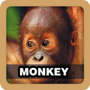 Monkey Sound Ringtone APK