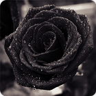 Black Rose Wallpapers HD icône