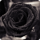 Black Rose Wallpapers HD APK