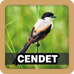 Kicau Burung Cendet Pilihan APK download