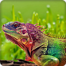 Chameleon Wallpapers HD APK