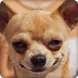 Cute Chihuahua Wallpapers HD أيقونة