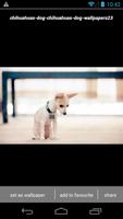 Cute Chihuahua Wallpapers HD screenshot 2