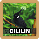 Kicau Burung Cililin Pilihan APK