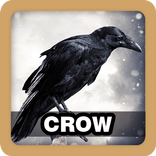Crow Sound Ringtone Collections