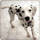 Dalmatian Puppy Wallpaper HD آئیکن
