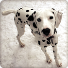 Dalmatian Puppy Wallpaper HD আইকন