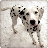 Dalmatian Puppy Wallpaper HD icône
