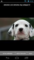 Dalmatian Puppy Wallpaper HD capture d'écran 1