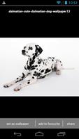 Dalmatian Puppy Wallpaper HD 스크린샷 2