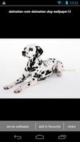 Dalmatian Puppy Wallpaper HD capture d'écran 2