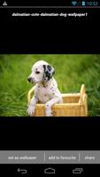 Dalmatian Puppy Wallpaper HD capture d'écran 3