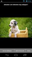 3 Schermata Dalmatian Puppy Wallpaper HD