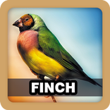 Finch Bird Sound Ringtone