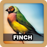 Finch Bird Sound Ringtone আইকন