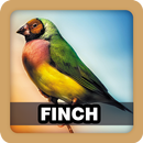 Finch Bird Sound Ringtone-APK