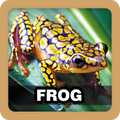 Frog Sound Ringtone