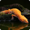 ”Gecko Lizard Wallpapers HD