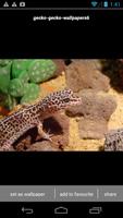 Gecko Lizard Wallpapers HD capture d'écran 1