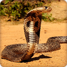 King Cobra Snake Wallpapers HD icône